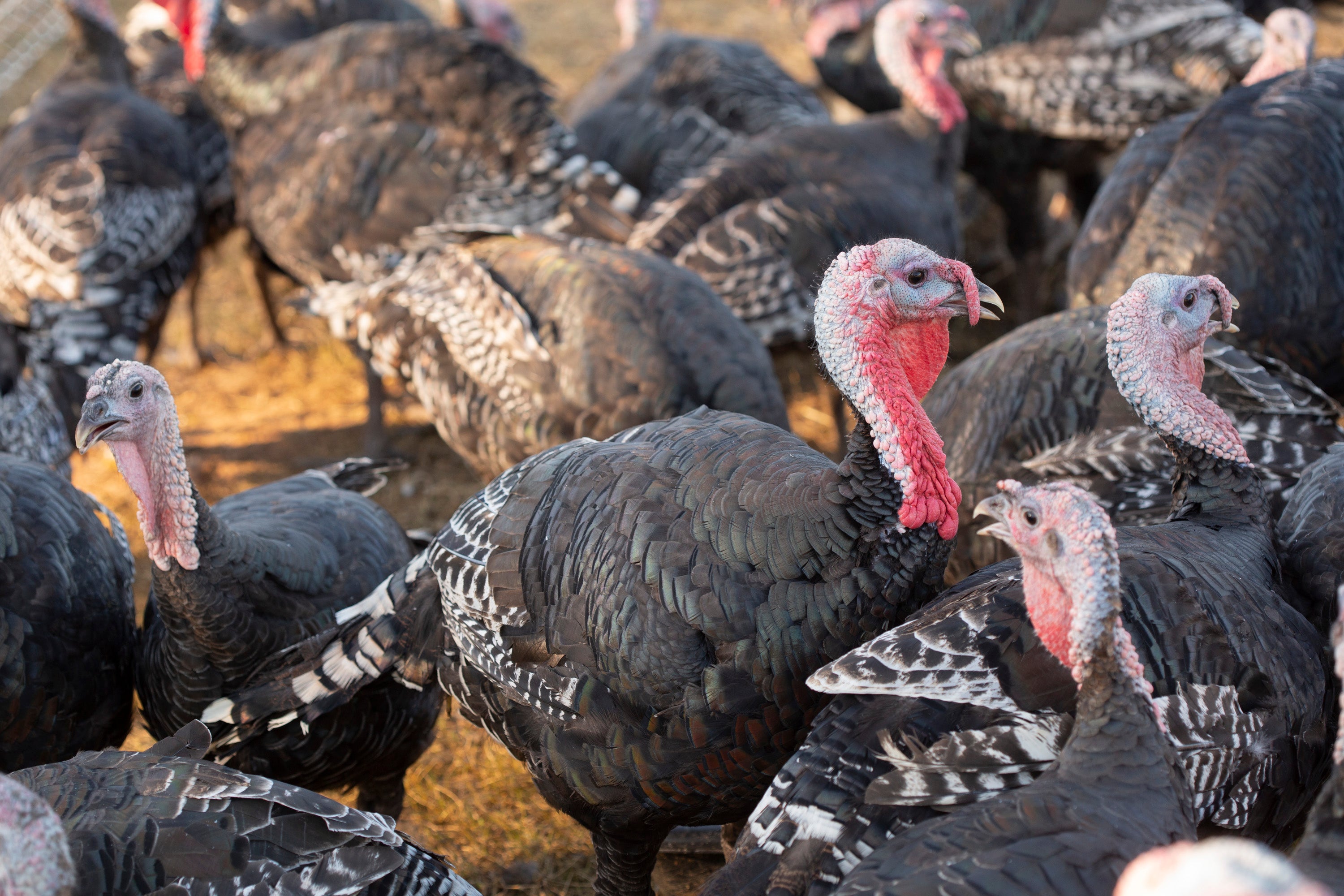 Farm fresh , Pasture raised, non-GMO Turkeys- whole bird – Sweet